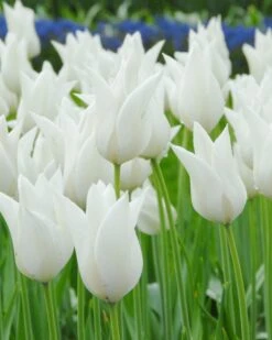 Tulip 'White Elegance'