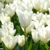 Tulip 'White Emperor'