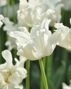 Tulip 'White Liberstar'