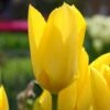 Tulip 'Yellow Emperor'