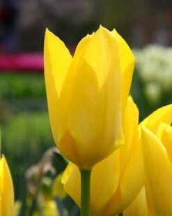 Tulip 'Yellow Emperor'