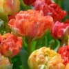 Tulip 'Gudoshnik Double'