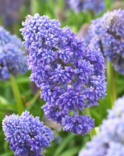 Muscari 'Fantasy Creation'